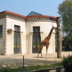 Zoo Antwerpen - Giraf
